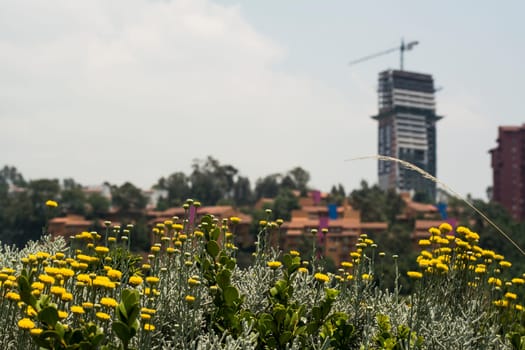 Urban Landscape In Mexico City.