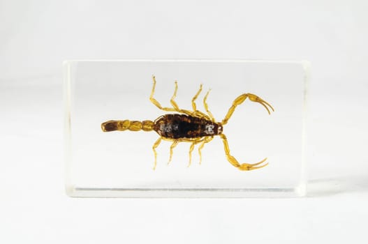 Pickled Golden Scorpion preserved in Formaldehyde on a White Background