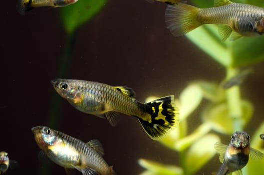Guppy Multi Colored Fish in a Tropical Acquarium