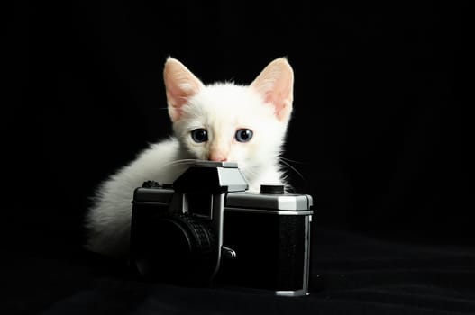 White Young Baby Cat on a Black Background