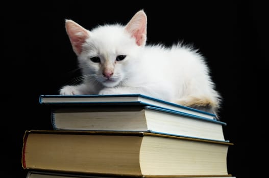 White Young Baby Cat on a Black Background