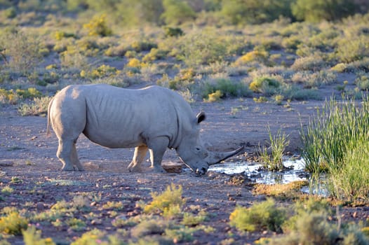 A shot of rhinos in captivity
