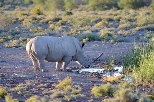 A shot of rhinos in captivity