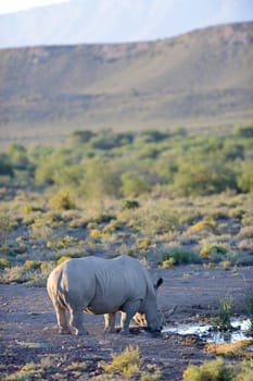 A shot of rhinos in captivity