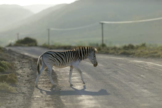 A photo of a zebra in its natural habitat