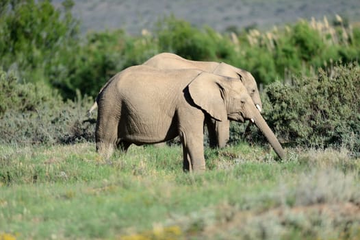 A shot of an Elephant while on safari