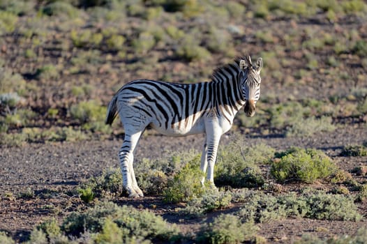 A photo of a zebra in its natural habitat