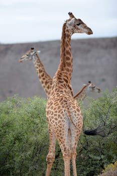 A close up shot of a Giraffe