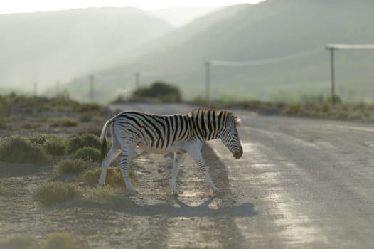 A photo of a zebra in its natural habitat