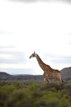 A close up shot of a Giraffe