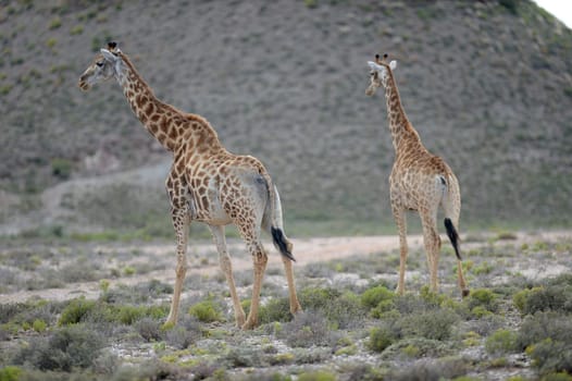 A close up shot of a Giraffe
