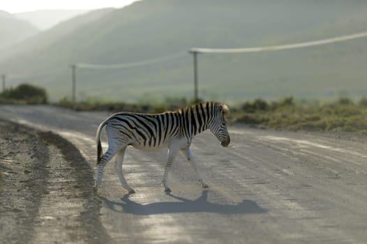 A photo of a zebra in its natural habitat