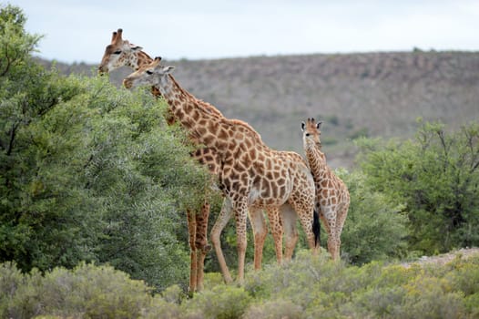 A close up shot of a Giraffe