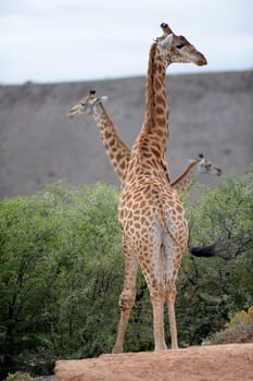 A close up shot of a Giraffe