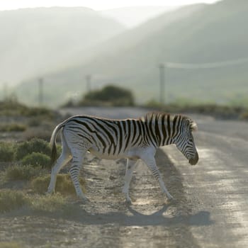 A photo of a zebra in its natural habitat