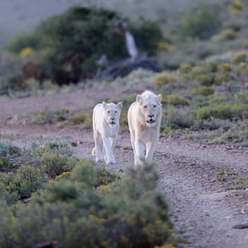 A shot of white lions in the Kuru national Park