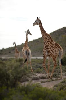 A close up shot of a Giraffe