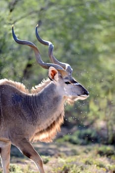 A shot of an Afrivan Kudu in the wild