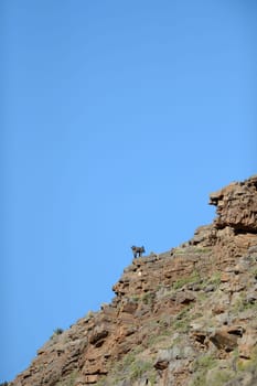 A shot of African Baboons in the wild