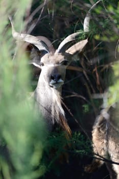 A shot of an Afrivan Kudu in the wild
