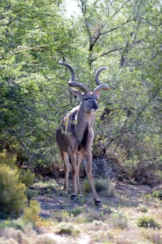 A shot of an Afrivan Kudu in the wild