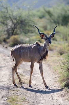 A shot of an Afrivan Kudu in the wild