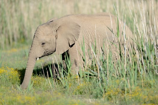 A shot of an Elephant while on safari