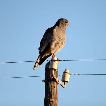 A shot of an African Harrier Hawk in the wild