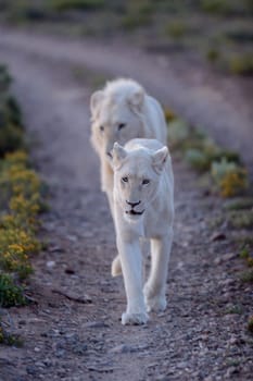 A shot of white lions in the Kuru national Park