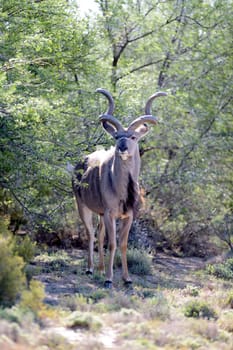 A shot of an Afrivan Kudu in the wild