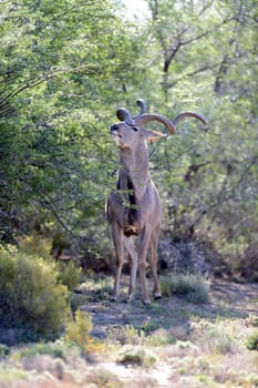A shot of an Afrivan Kudu in the wild