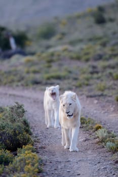 A shot of white lions in the Kuru national Park