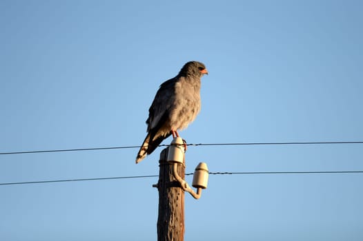A shot of an African Harrier Hawk in the wild