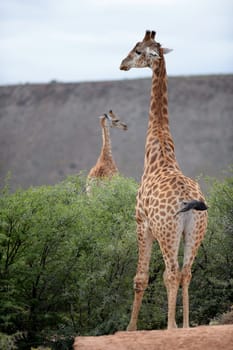 A close up shot of a Giraffe