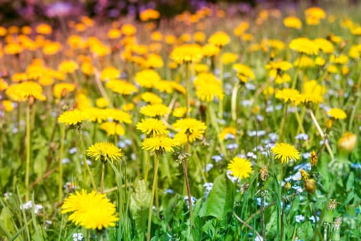 Field of spring flowers at sunny day