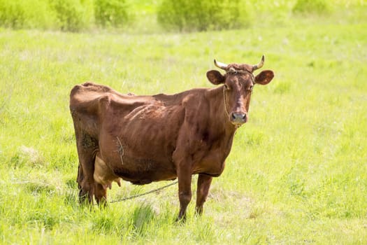 Cow grazing on a lovely green pasture