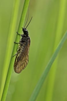 A mud fly of the genus Sialis at Grashalm