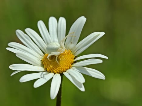White crab spider (Misumena vatia) lurks in a marguerite on prey