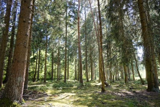 Coniferous forest