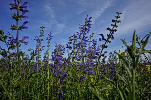 Succulent flower meadow