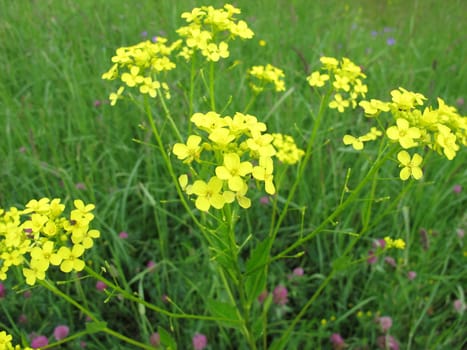 Oriental grouping,Bunias orientalis