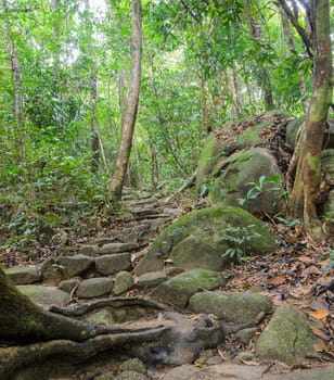 Trail in the rainforest, Thailand