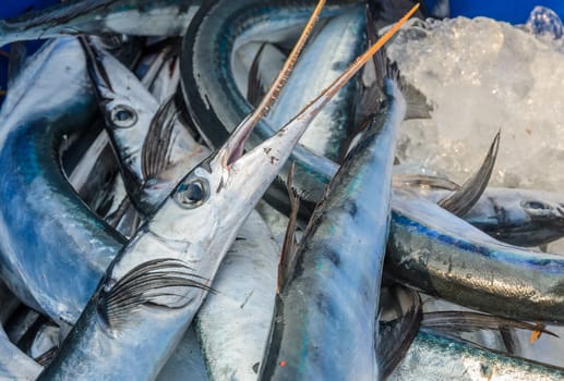Fresh sea fish