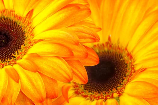 gerbera daisies