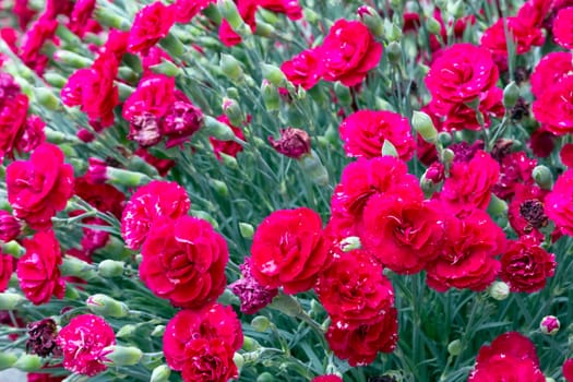 Flowers background