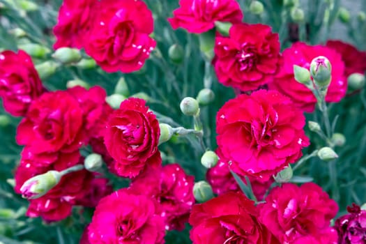 Flowers background