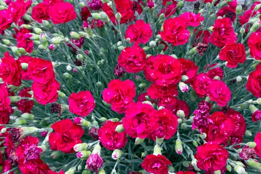 Flowers background