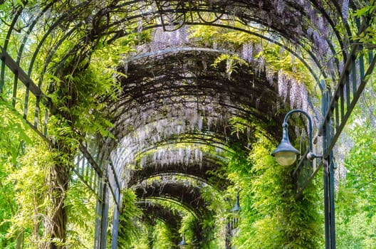 Flowers and trees have grown into a kind of garden tunnel.