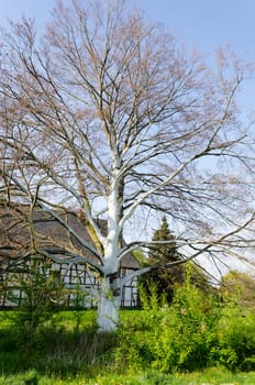 Large old tree without leaves with white bark