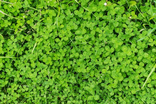 close up of green clover and grass